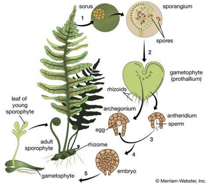 Which type of spores are produced by Pteridophytes?