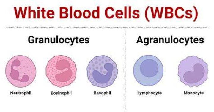 Which white blood cell is considered the waste disposal cell?