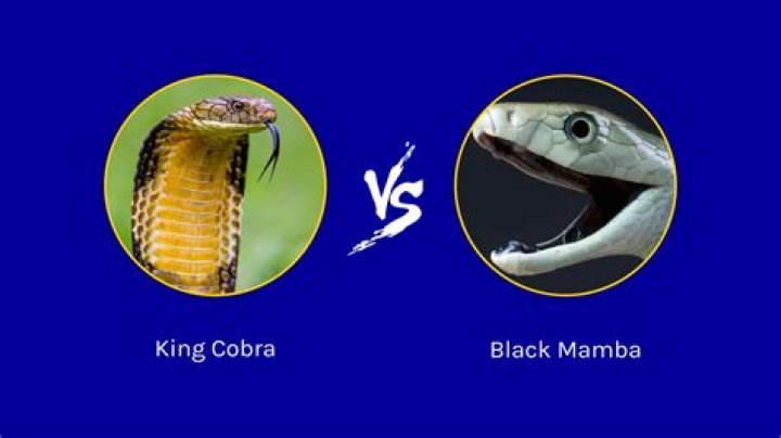 Who is more powerful black mamba or king cobra?