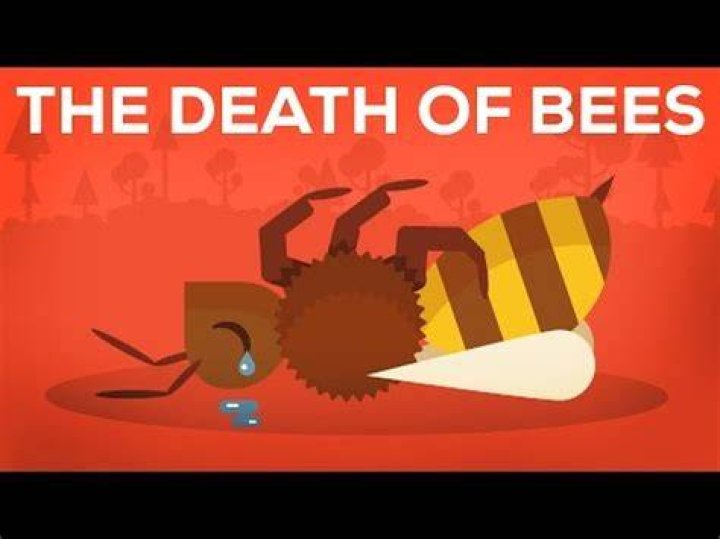 Why are bees dying from pesticides?
