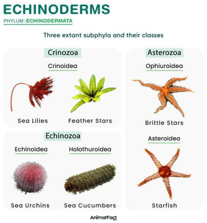 Why are echinoderms important?