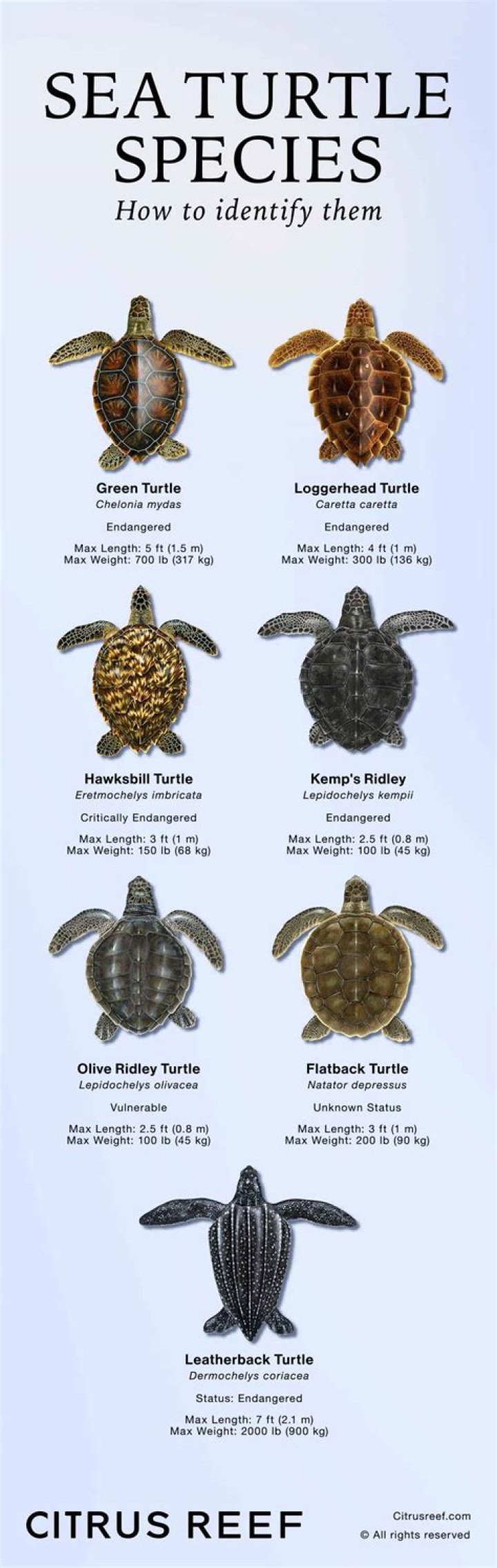 Why are loggerhead sea turtles a keystone species?