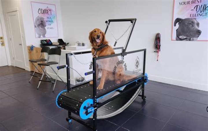 Why do dog trainers use treadmills?