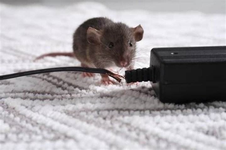 Why do I suddenly have mice in my house?