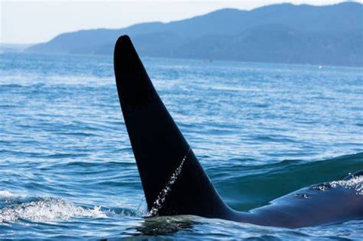 Why do killer whales dorsal fins bend over?