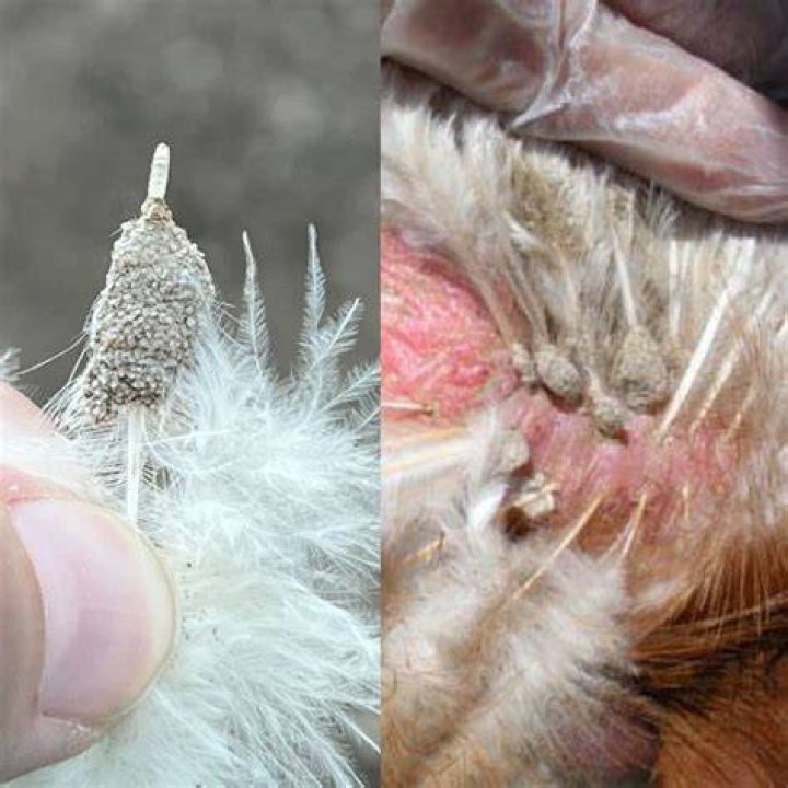 Why do my chickens have dry skin?