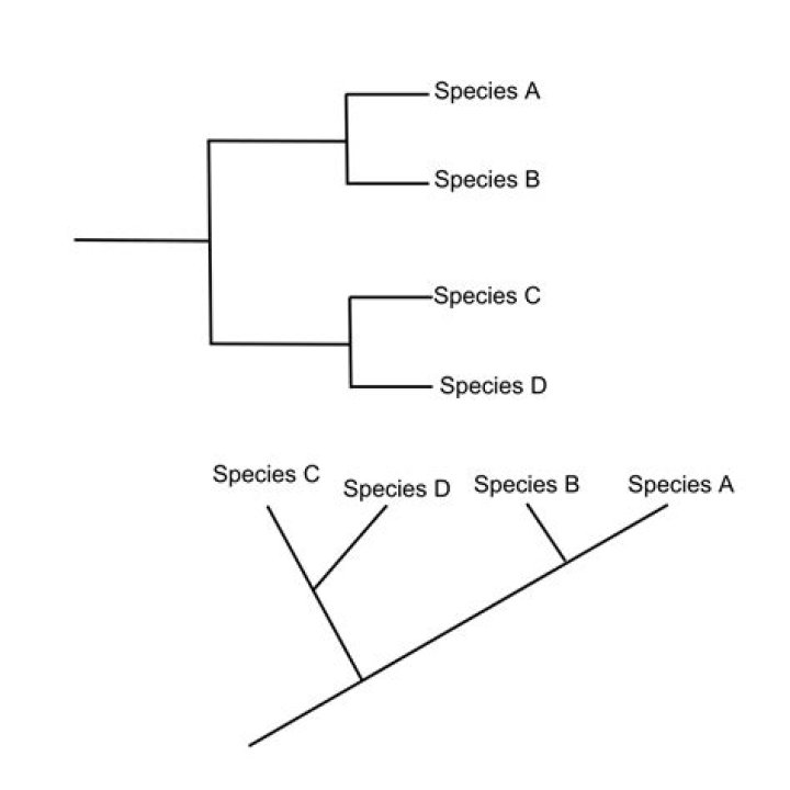 Why do you have an outgroup in a phylogenetic study?