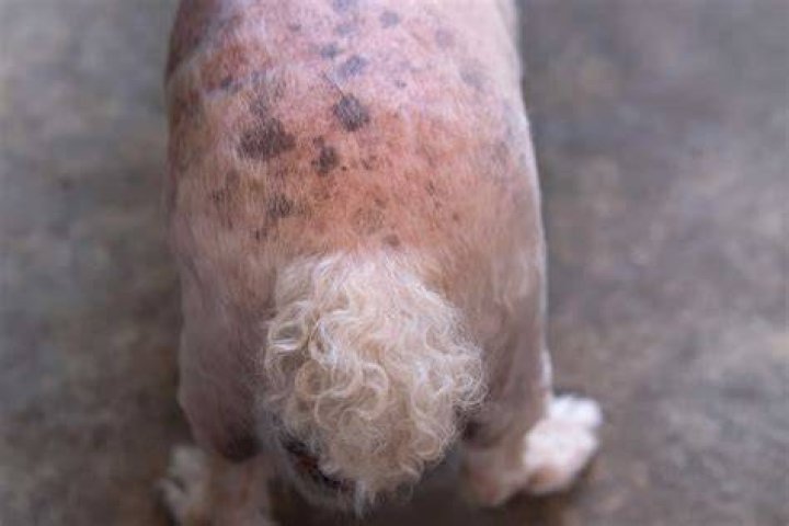 Why does my dog have white flakes in her fur?