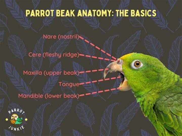 Why does my parrot not like men?