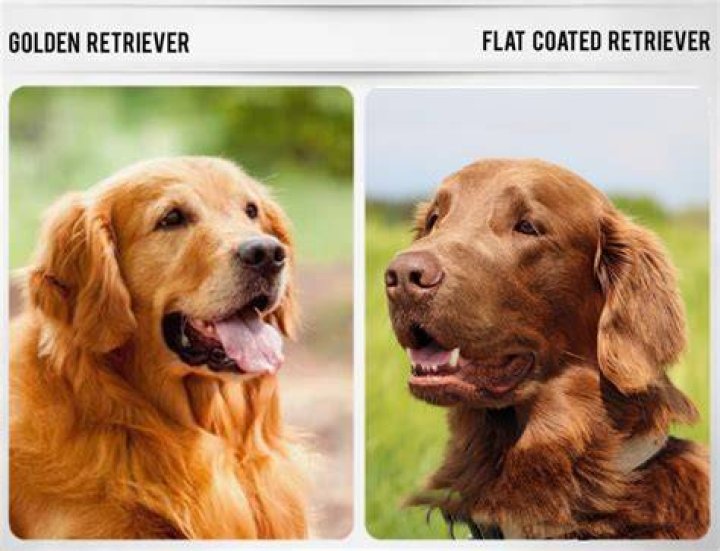 Why flat coated retrievers are the best?