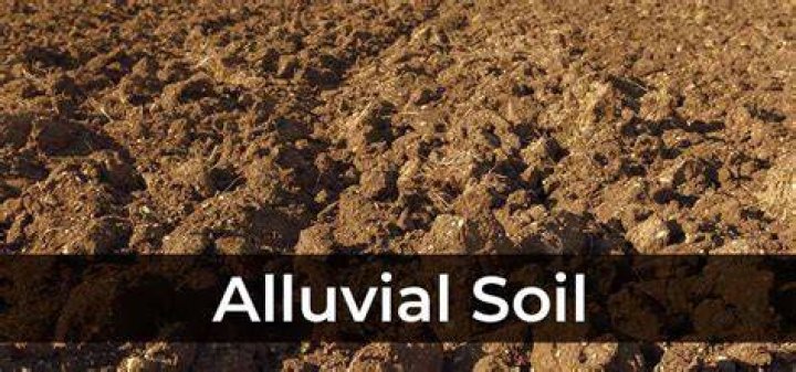 Why is alluvial soil yellow in colour?