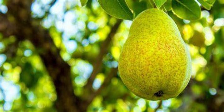 Why is it called a Bartlett pear?
