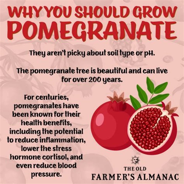 Why pomegranate is bad for you?