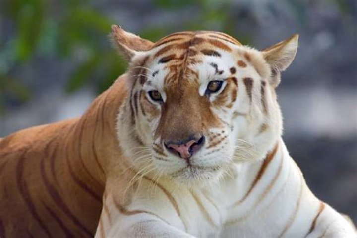 Why were the Asian Tigers so successful?