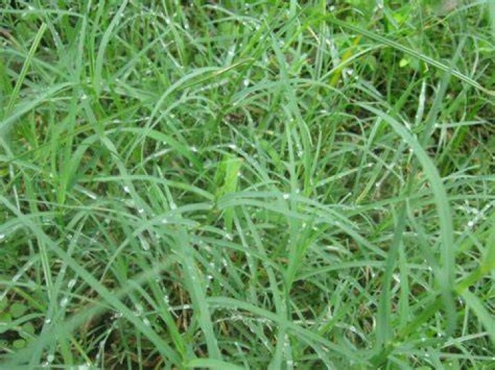 Will Bermuda grass grow in New Mexico?