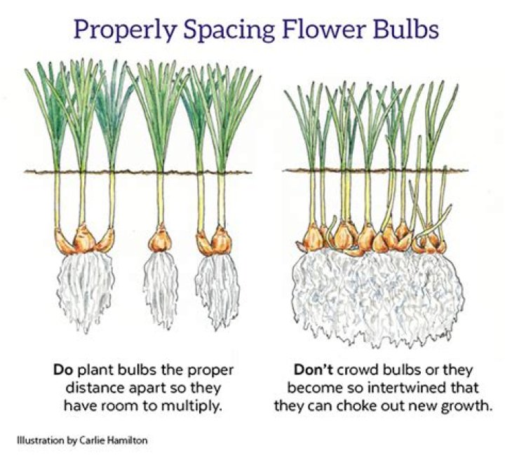 Will dried out bulbs grow?