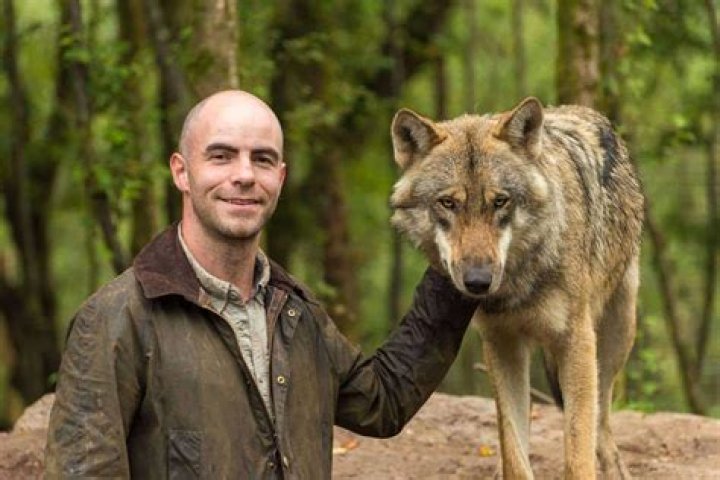 Will wild wolves eat humans?